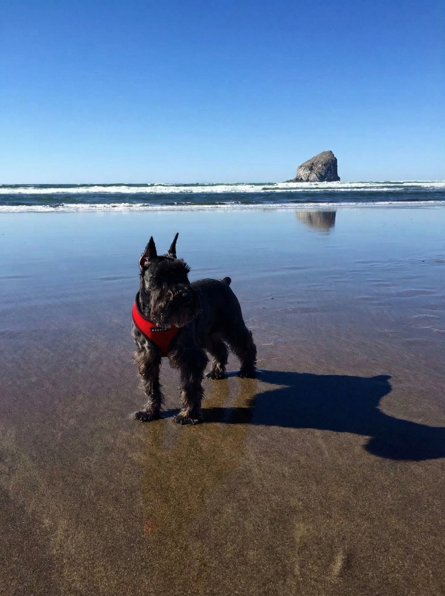 Portrettfoto av Happy, en elsket hund til minne på Minnepote
