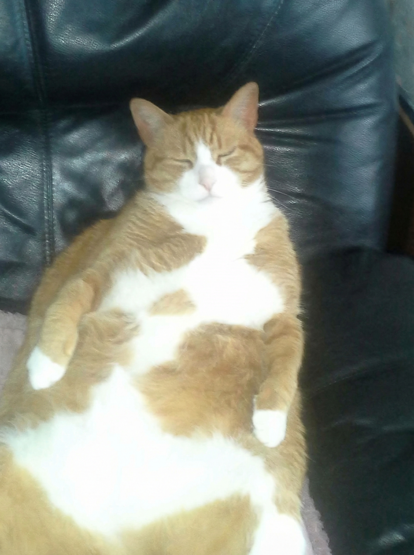 Portrettfoto av Garfield Hoffman, en elsket katt, til minneside på Minnepote