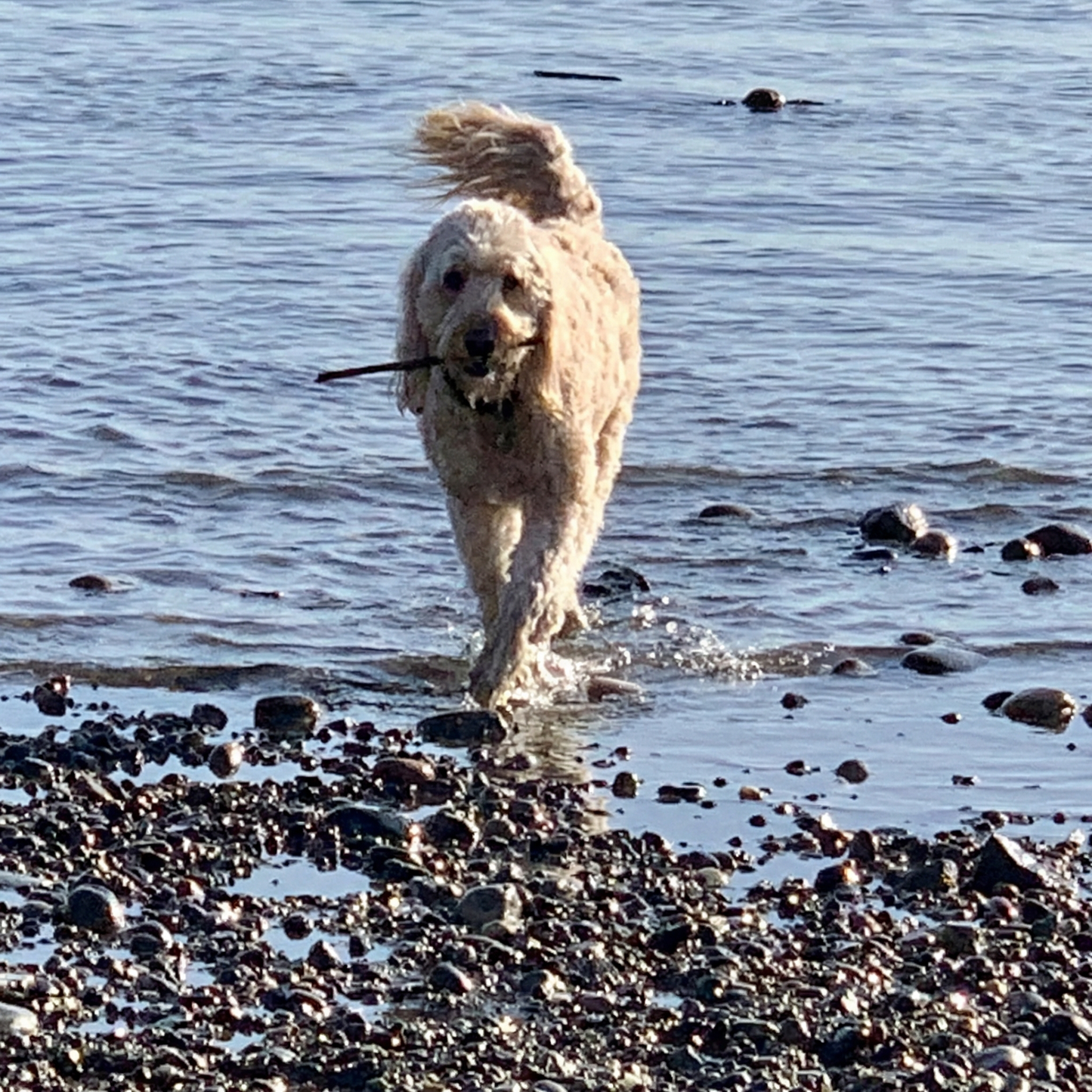 Portrett av Dixie, en hund som minnes med kjærlighet, ute i naturlig lys