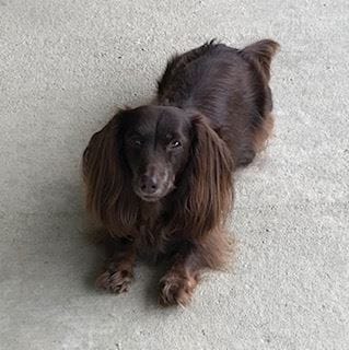 Tussa, en langhåret sjokoladebrun dachshund, ligger alene på lyst underlag og ser mot kamera.