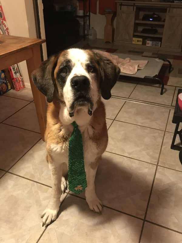 Stor brun og hvit hund står på flislagt gulv og ser mot kameraet
