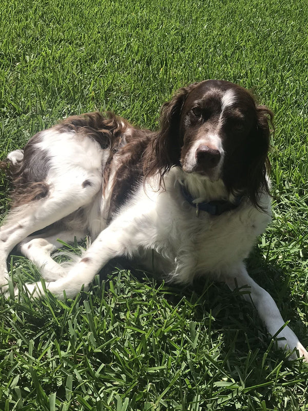 Gunner, en brun og hvit hund, ligger i grønt gress og ser mot kameraet.