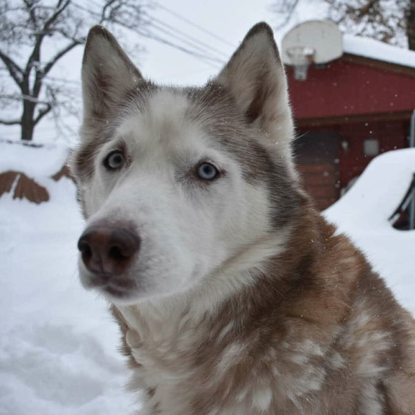 Rødbrun og hvit husky med blå øyne sitter ute i snøen