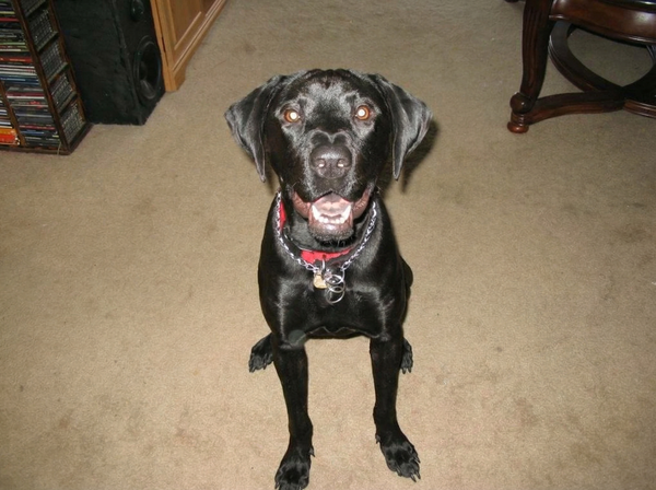 Miss Puppers