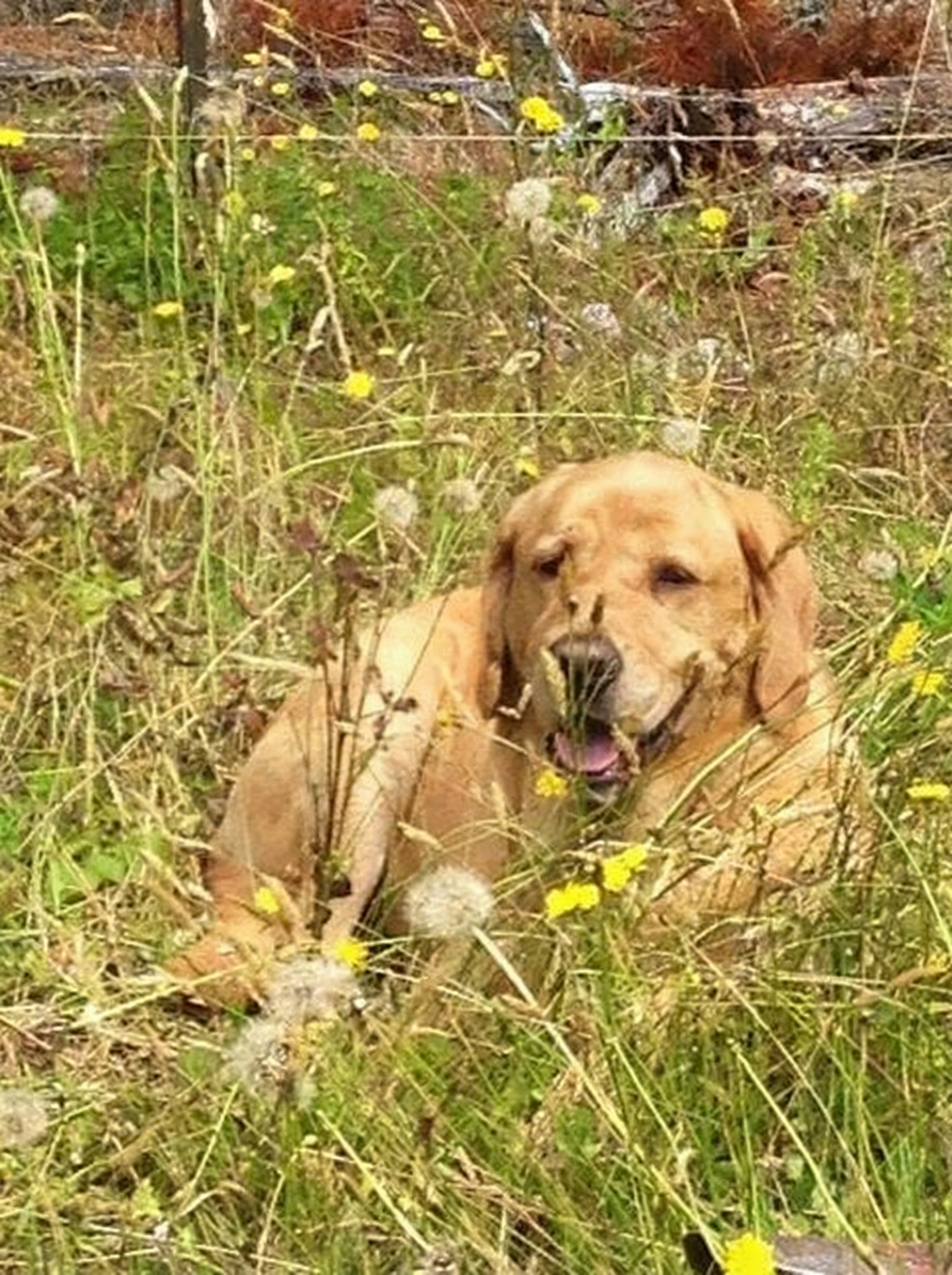 Et kjærlig minnebilde av Marley, en glad hund fra Stjørdal, som ser varmt mot kameraet.