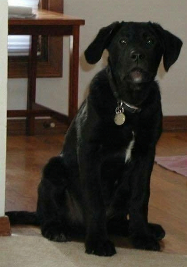 Buddy