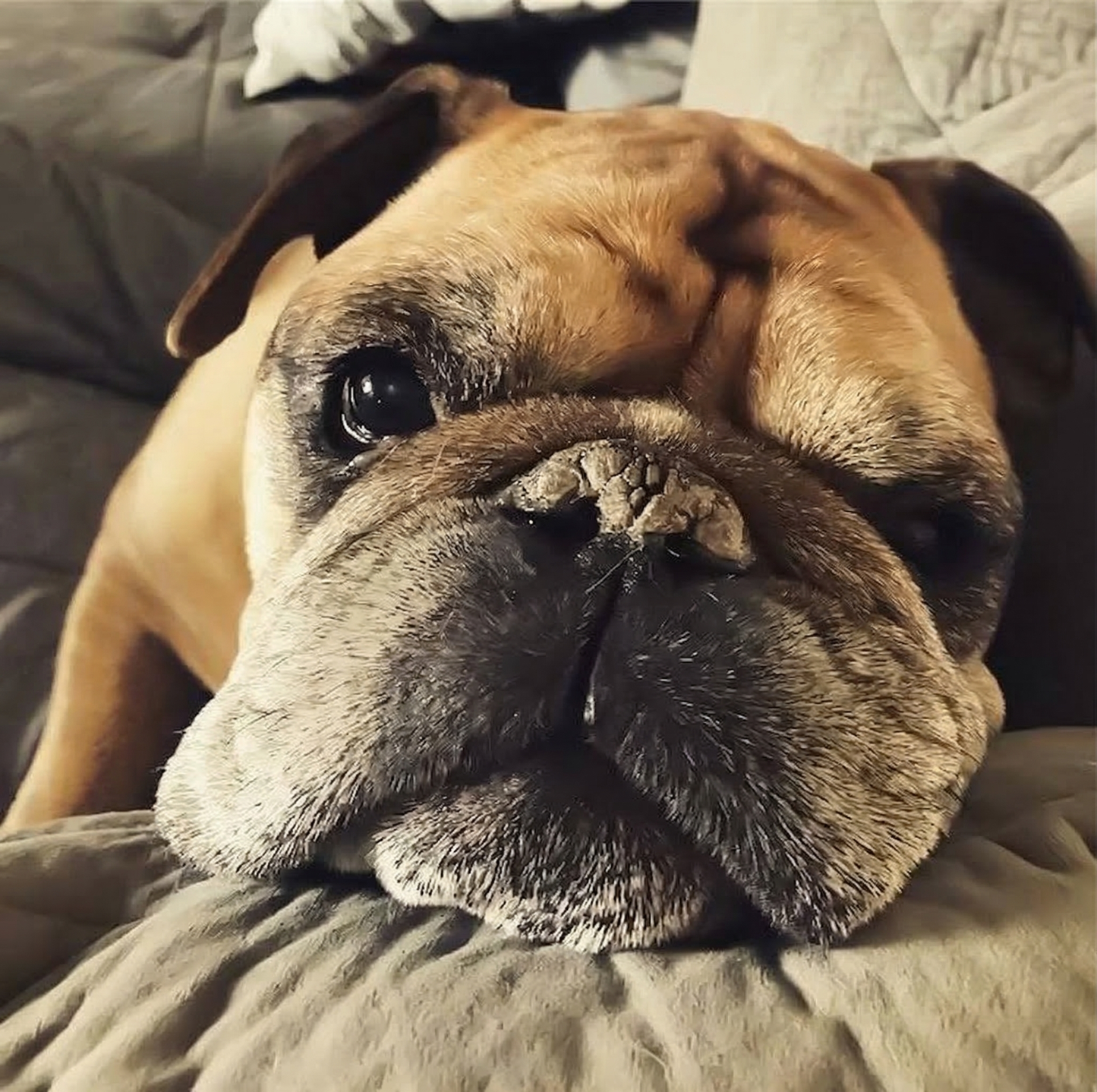 Bilde av Bode, en bulldog, ved Rainbow Bridge-minnesmerket i Norge.
