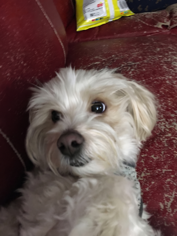 Teddy