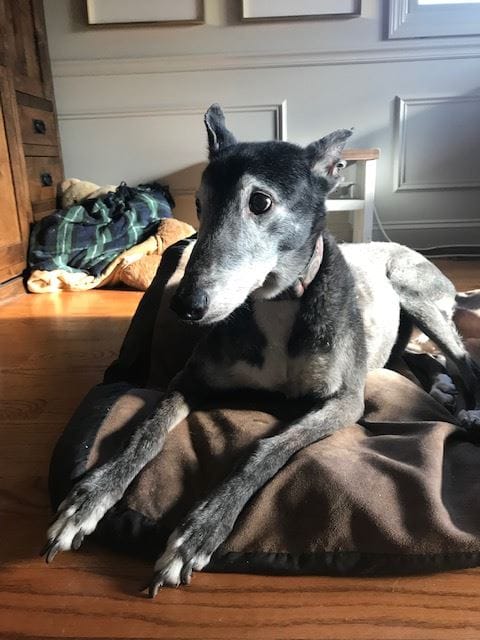 Molly Mcbutter