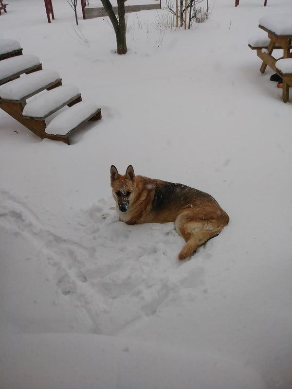 Eira