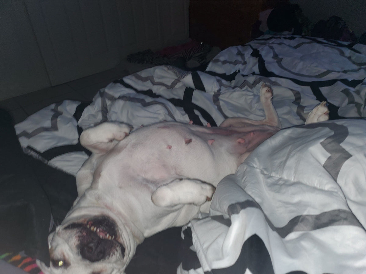 Karma, en hvit hund med mørke tegninger rundt snuten, ligger på ryggen i sengen.
